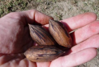 'Faircloth' nuts, note the prominent end, similar to 'Van Deman',  this increases the difficulty of shelling the nuts.