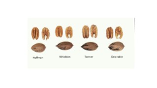 Figure 1.  Nut and kernel comparison of ‘Huffman’, Whiddon’, ‘Tanner’, and ‘Desirable’.