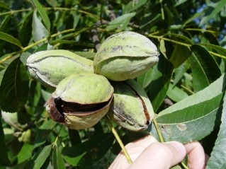 'Caddo' nuts in a sprayed orchard showing mild scab.