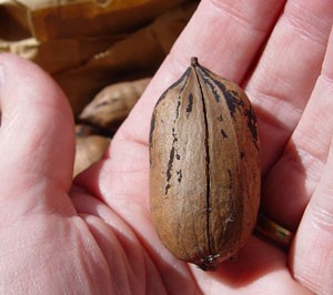 'Cherryle' nut showing suture split.