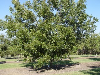 'Cherryle' tree in variety test, 2009, note the spreading habit.