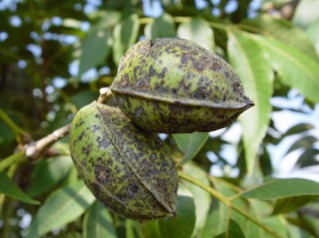 'Desirable' nuts in a sprayed orchard showing severe scab in 2005.