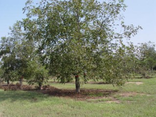'McMillan' tree in 2006. Note the relatively wide canopy.
