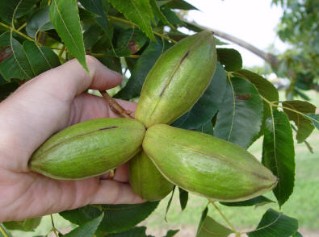 'Nacono' nuts in 2006, with less scab pressure. Note the very large size, almost like a 'Mahan'.