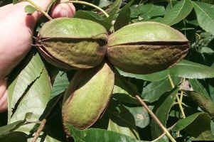 Sioux cultivar green nuts