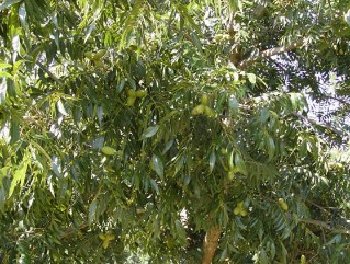 Amling nuts in 2012. Productivity in this tree looked good.