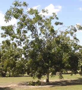'Excel' tree in test orchard in 2011 showing a heavy crop.