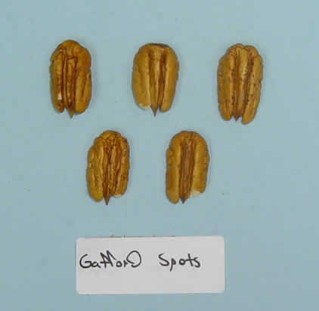 'Gafford' kernels from 2010 showing kernel spotting and midrib fuzz.