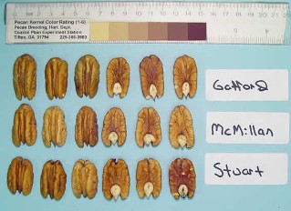 'Gafford', 'McMillan', and 'Stuart' kernels from 2012. 'Gafford' was 48 nuts / lb and 50% kernel. 'McMillan' was 48 nuts / lb and 49% kernel. 'Stuart' was 44 nuts / lb and 43% kernel.
