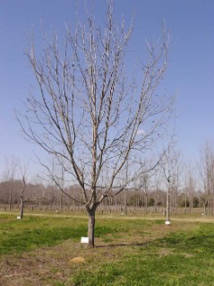 'Zinner' tree in the orchard in 2009. Note the upright growth similar to 'Stuart'.
